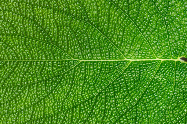 Detail of exotic leaf at the botanical garden in Prague stock photo