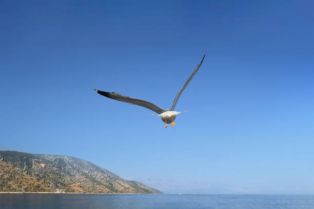 Seagull flying over the Mediterranean stock photo