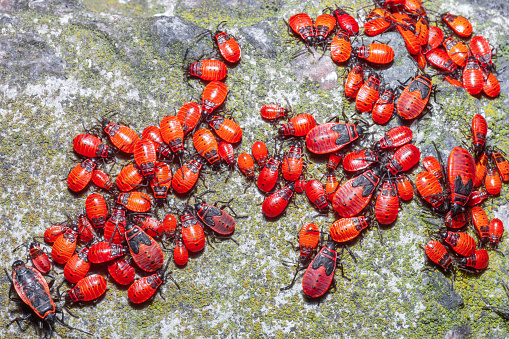 Lot of red firebug on stone in summer forest. Many Pyrrhocoris apterus bright insects on rock in spring park