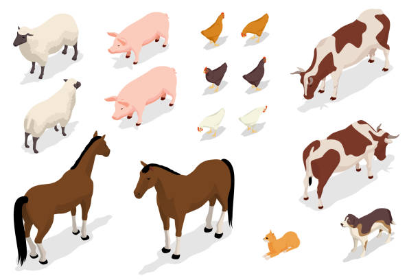 illustrazioni stock, clip art, cartoni animati e icone di tendenza di collezione isometrica di animali da fattoria isolata su bianco. pecora, maiale, pollo, gallo, mucca e cavallo - bestiame