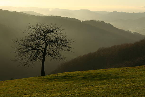 Appletree - fotografia de stock