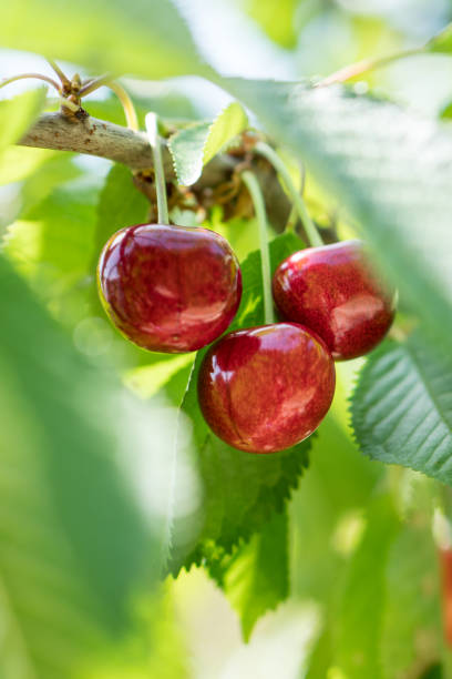 istock Ripe red sweet cherry on a branch. 1404083629