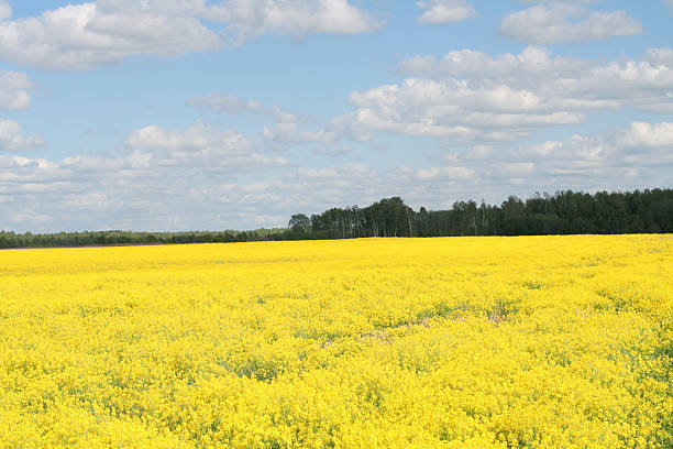 istock Field of flowers 140408377