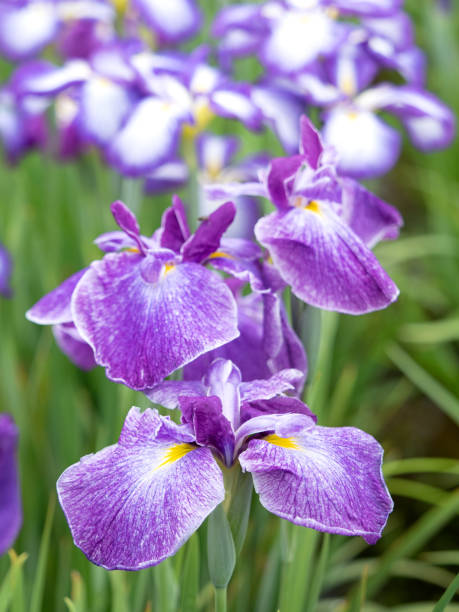 istock Japanese Hanashobu flower 1404084600