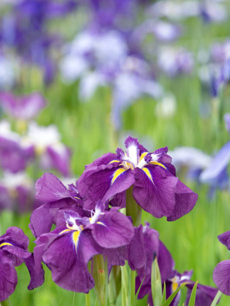istock Japanese Hanashobu flower 1404084635