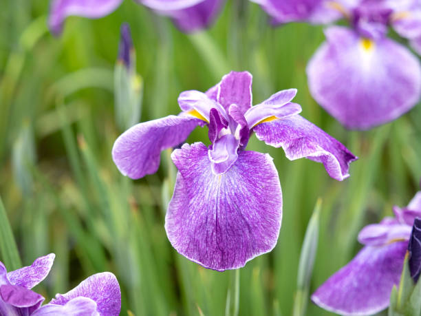 istock Japanese Hanashobu flower 1404084657