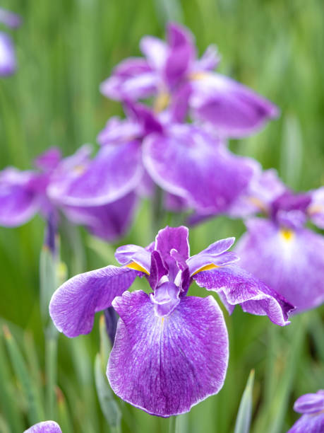 istock Japanese Hanashobu flower 1404084664
