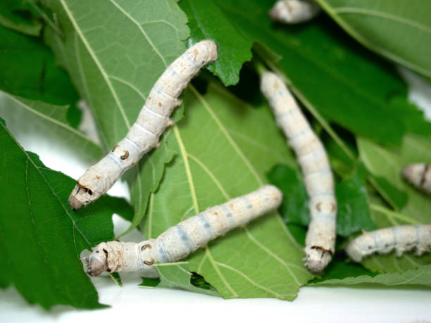 istock Silkworms eating mulberry leaves 1404084956