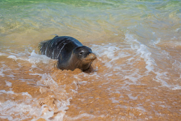 A monk seal in the sand on a beach on the island of Kauai in Hawaii.