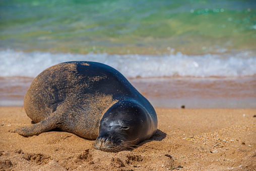 A monk seal in the sand on a beach on the island of Kauai in Hawaii.