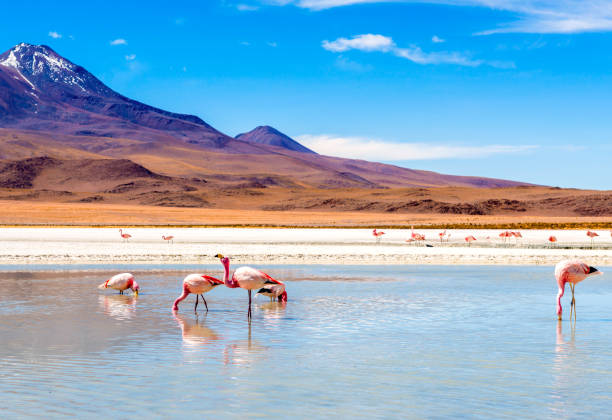 istock Flamingos at Colorado lagoon 1404085752