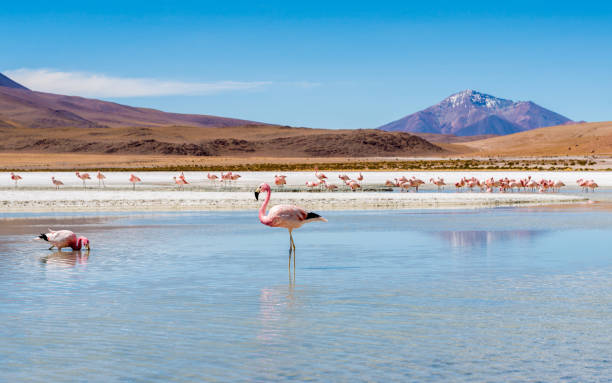 istock Flamingos at Colorado lagoon 1404085792