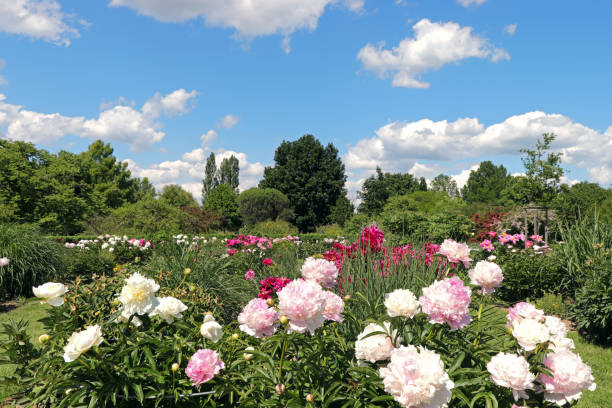 Free Stock Photo of Blossoming pink flowers in a lush garden | Download ...