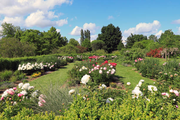 Peony garden Garden with lots of beautiful peonies. smoke bush blooming stock pictures, royalty-free photos & images