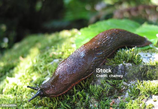 Nacktschnecke Auf Feuchtmoosigen Felsen Stockfoto und mehr Bilder von Braun - Braun, Fels, Fotografie