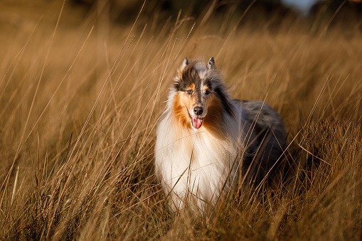 sheltie dog portrait on a field