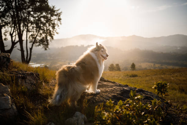 istock Collie watching the sunset on the countryside 1404086345
