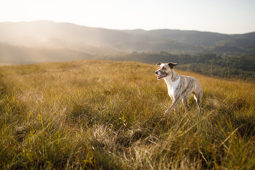 White dog, brown ridgeback and black rottweiler sit on roll of straw on green meadow