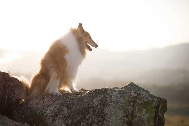 Small dog is laying on the ground in a field. The dog is brown and white and he is enjoying the warm sun