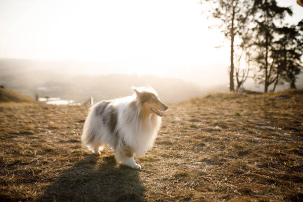 istock Collie walking through grass during golden hour 1404086414