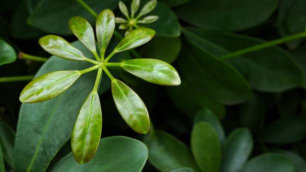 istock young schefflera leaf plant grow in the garden 1404086424