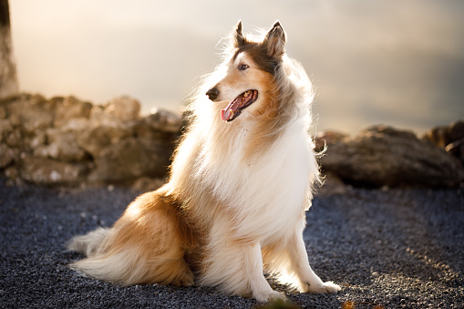 One small  Sheltie dog posing in front of a white brick wall, looking at the camera, smiling.