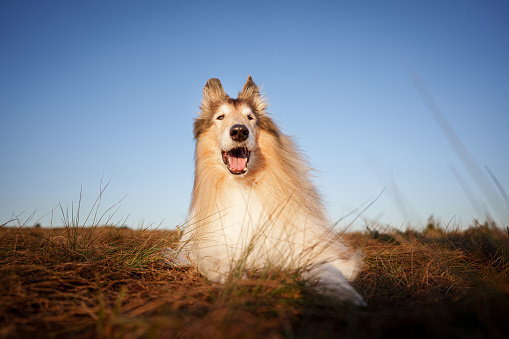 Two Shelties sitting for studio portrait