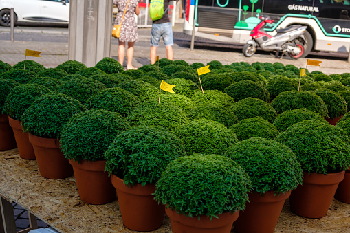 Porto , Portugal; 11 june 2022: Several basil plants (manjericos) for sale in the streets because of the festivities of popular saints that are approaching