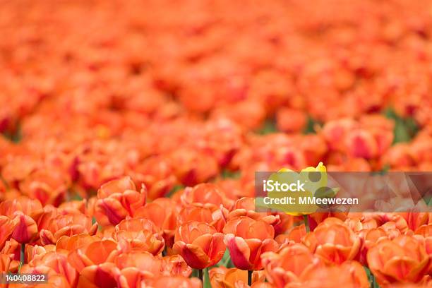 Field Of Red Tulips With One Yellow Flower Stock Photo - Download Image Now - Agricultural Field, Amsterdam, Contrasts