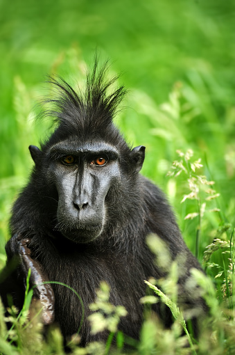 close-up of a Celebes crested macaque (Macaca nigra), also known as the crested black macaque, Sulawesi crested macaque, or the black ape.