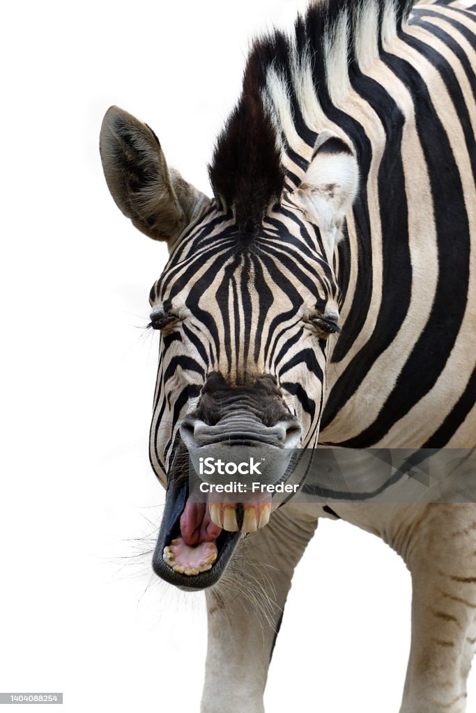 laughing zebra a yawning zebra with a funny face isolated on white background Zebra Stock Photo