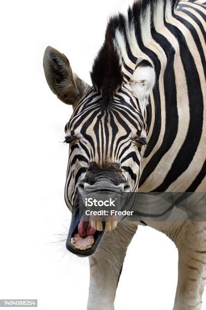 Laughing Zebra Stock Photo - Download Image Now - Zebra, Laughing, Animal