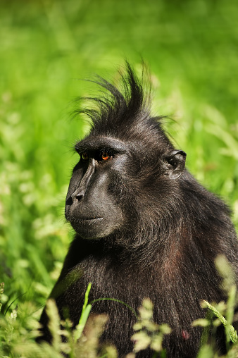 close-up of a Celebes crested macaque (Macaca nigra), also known as the crested black macaque, Sulawesi crested macaque, or the black ape.