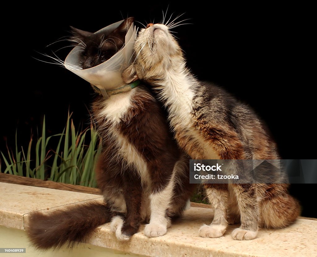 old cats a couple of old cats, one wearing  a protective collar Senior Animal Stock Photo