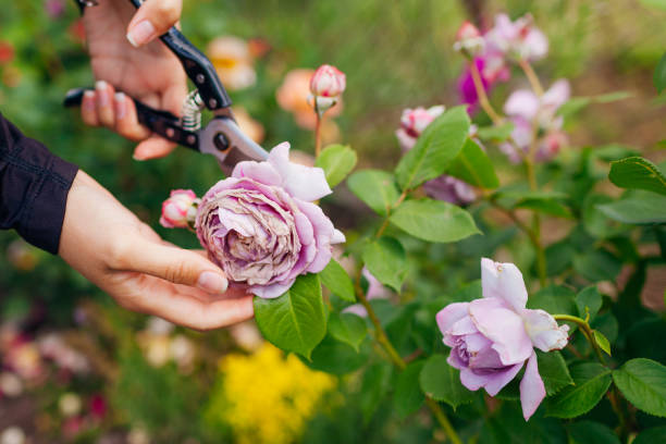 Woman deadheading rose with rain damage in summer garden. Gardener cutting wilted flowers off with pruner. stock photo