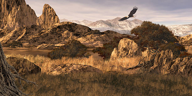 Bald Eagle in the Colorado Rockies stock photo