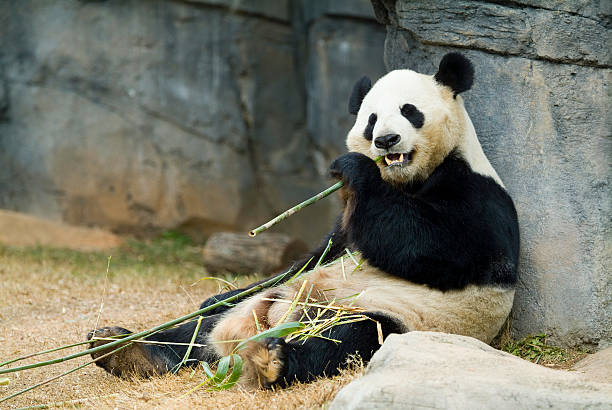 Panda relaxing and eating fresh bamboo stock photo