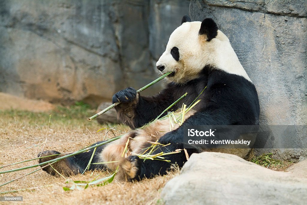 Panda relaxing and eating fresh bamboo Panda relaxing and eating fresh bamboo black and white animal Animal Stock Photo