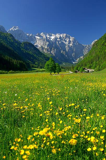 istock Spring in alpine valley - northern Slovenia 140409182