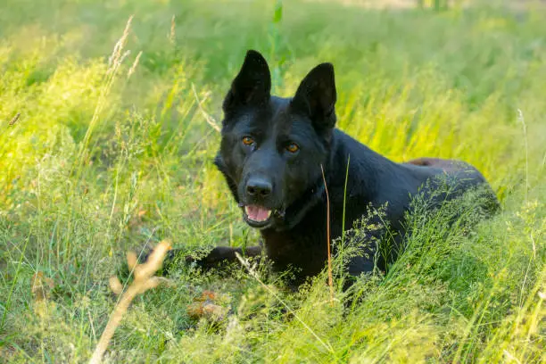 Photo of portrait of a black german shepherd on a walk in the forest