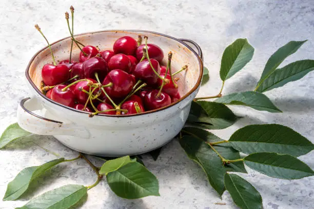 Ripe sweet cherry berries with cuttings. Topic: gardening, harvest