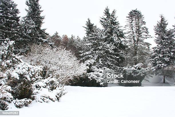 Foto de O Inverno e mais fotos de stock de Azul - Azul, Beleza, Branco