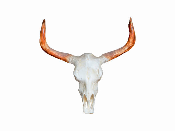 istock bull skull isolated on white background 1404092950