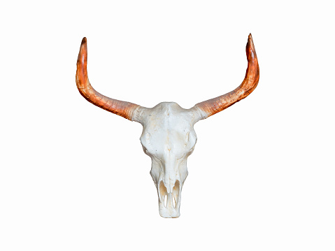 bull skull isolated on white background