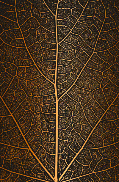 дистрессовые листья дерева, текстура листочка на золотистом фоне. - leaf vein stock illustrations