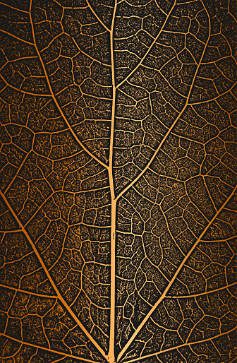 Distress tree leaves, leaflet texture on golden background. Black and white grunge background. EPS8 vector illustration.