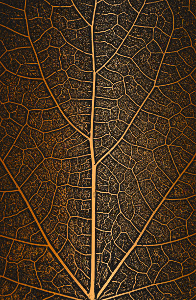 Distress tree leaves, leaflet texture on golden background. Distress tree leaves, leaflet texture on golden background. Black and white grunge background. EPS8 vector illustration. leaf vein stock illustrations