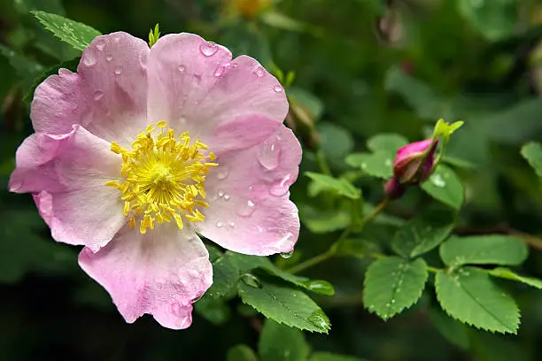 Beautiful flower-dogrose with wet petals at a dawn in the early spring morning