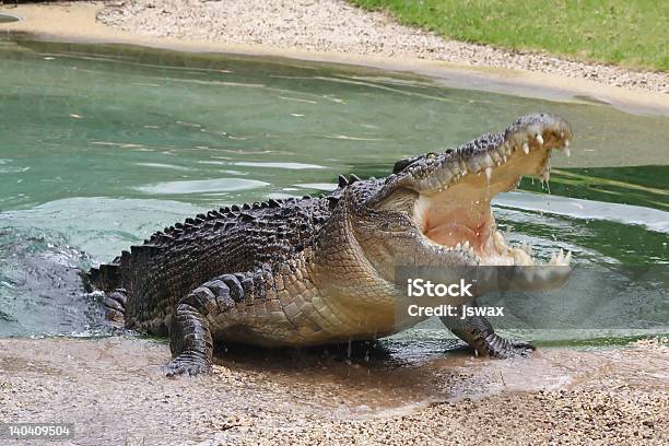 Photo libre de droit de Crocodile Avec Open Daustralie banque d'images et plus d'images libres de droit de Crocodile - Crocodile, Australie, Manger