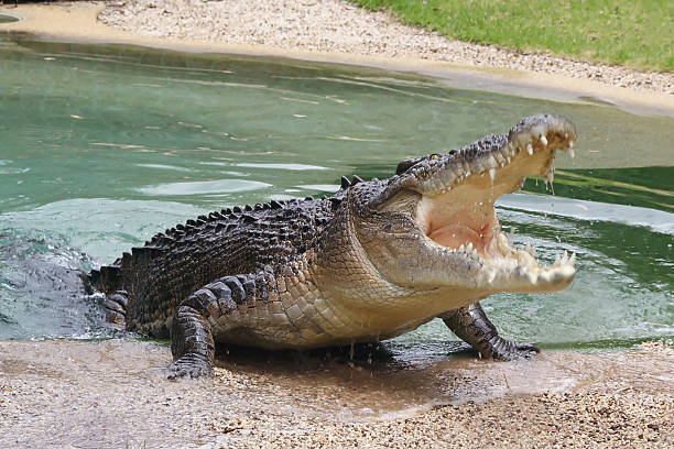 Australian Crocodile with Open Mouth Australian Crocodile in Sydney, Australia crocodile stock pictures, royalty-free photos & images